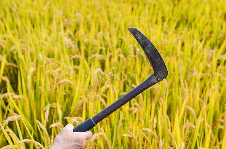农民手举镰刀收割金黄色的稻田高清图片