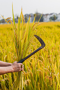 农民手举镰刀收割金黄色的稻田高清图片
