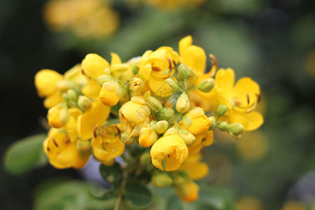 冬天盛开的黄色双荚决明花黄色花朵高清图片素材
