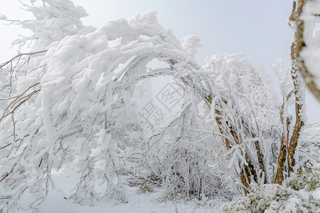 树枝上的积雪高清图片