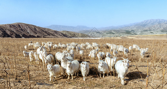 草原山羊内蒙古冬季田埂羊群背景