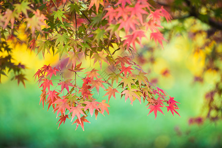 彩色叶子挂画秋天五彩的枫叶背景