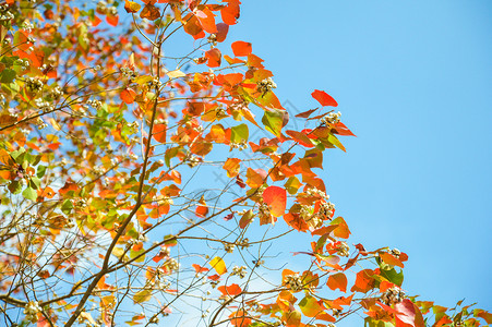 秋日变色的乌桕叶背景图片