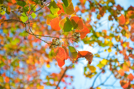 秋日变色的乌桕叶背景图片