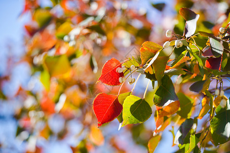 彩色乌桕叶秋天彩色叶子高清图片