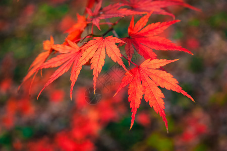 火红的枫叶秋分高清图片素材