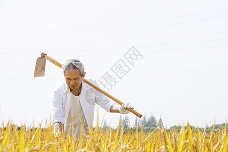 农民扛着锄头站在田里看稻谷图片
