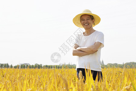 在稻田里抱胸的农民形象高清图片