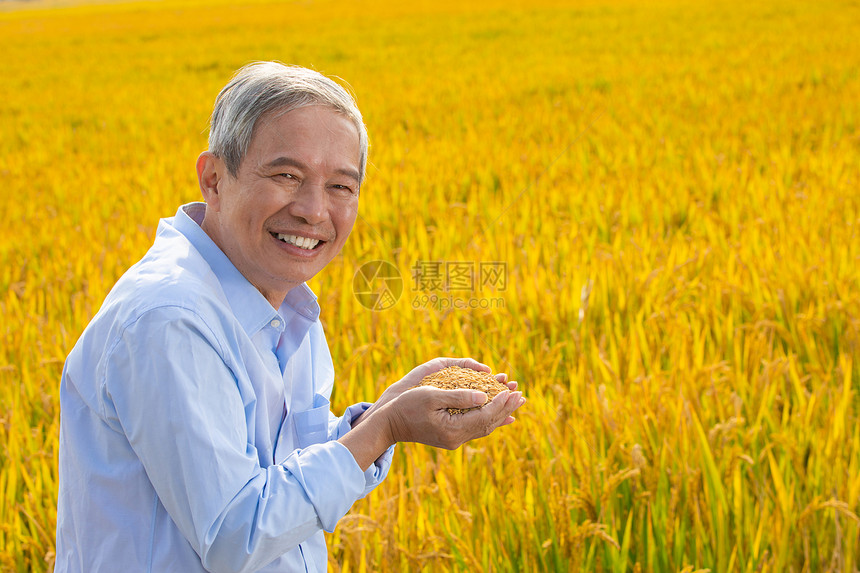 农民站在稻田里手捧稻米图片