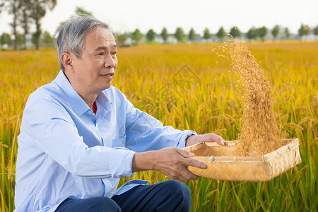 农民坐在田埂边筛稻子图片