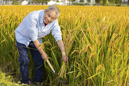 农民开心的用镰刀收获稻子喜悦高清图片素材