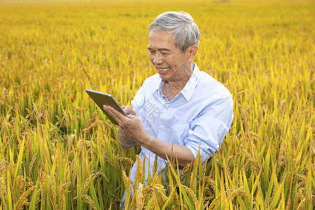 农民用平板电脑对照稻谷长势图片