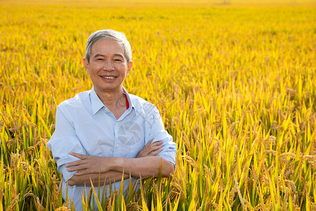 站在稻田里双手抱胸的农民形象背景图片