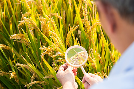 水稻研究使用放大镜观察稻谷背景