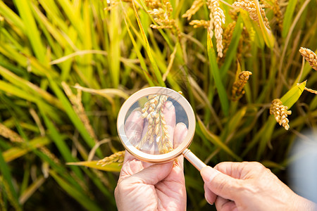 水稻研究使用放大镜观察稻谷背景