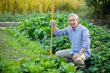 蹲在菜地边上的农民种菜图片