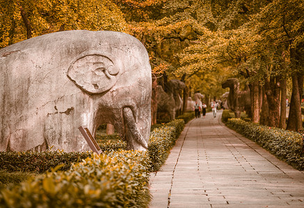 南京深秋的明孝陵石象路神道高清图片