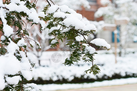 冬天树枝积雪树枝上的积雪背景