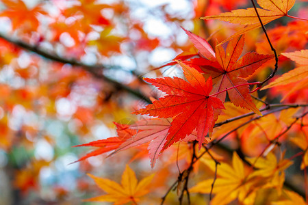 深秋落叶南京中山植物园红枫背景