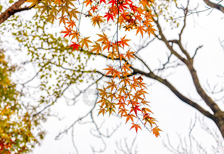 南京中山植物园红枫高清图片