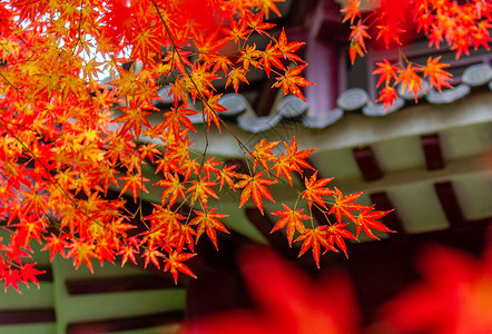 南京中山植物园红枫背景