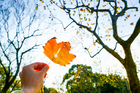 枯黄的叶子秋天的树叶背景