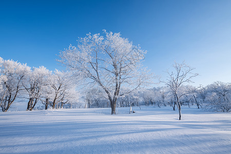 雪树木吉林亚龙湾群景区冬天雾凇树挂风景背景