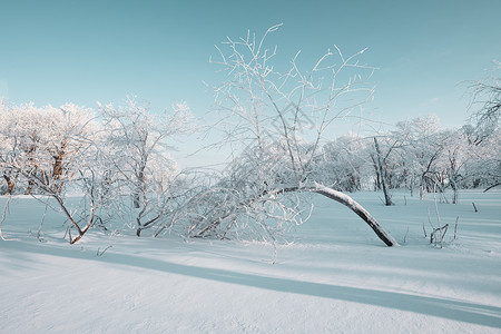 吉林亚龙湾群景区冬天雾凇树挂风景树木高清图片素材