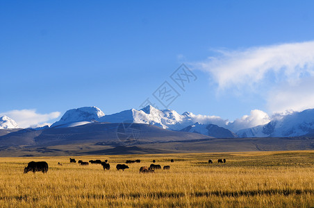 冬季湖边西藏自驾游沿途风光背景