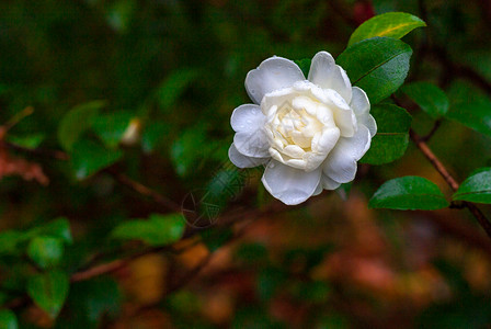 山茶花雨后冬季高清图片