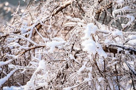 大雪压青松雪花压树枝背景