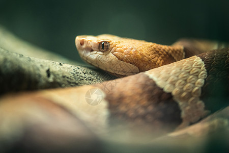 蛇生灵毒蛇高清图片