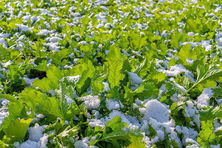 雪菜雪地里的雪里蕻背景