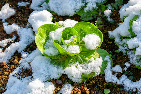 雪地里的青菜图片