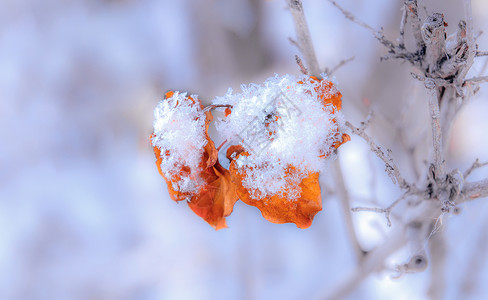 冰特写内蒙古冬季树挂雪景特写背景