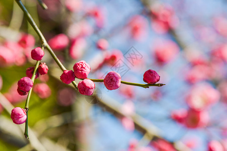 新年梅花含苞待放的梅花背景