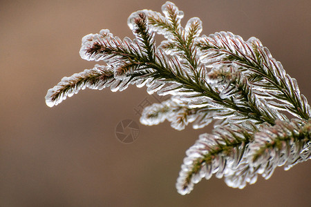 结冰的树枝风光冰挂高清图片