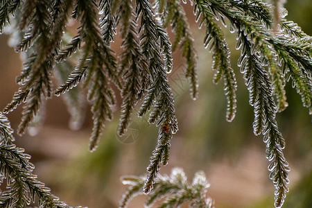 结冰的树枝全州天湖高清图片