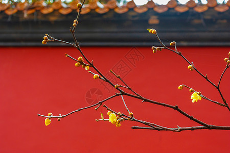 黄色树枝花朵红墙下的蜡梅背景