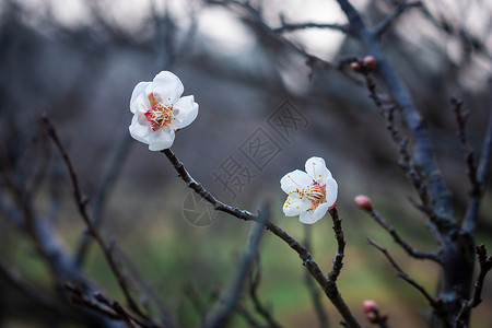 春节唯美梅花背景