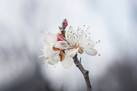 梅花腊梅白梅花图片素材