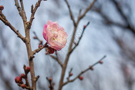 梅花背景图片