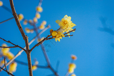 雪中蜡梅黄色树枝花朵高清图片