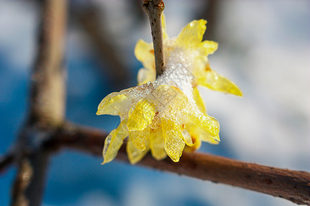 雪中腊梅春天寒冷高清图片