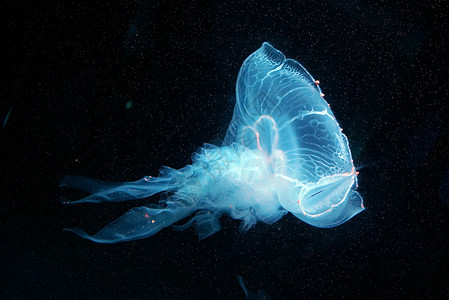 水生动物水母背景