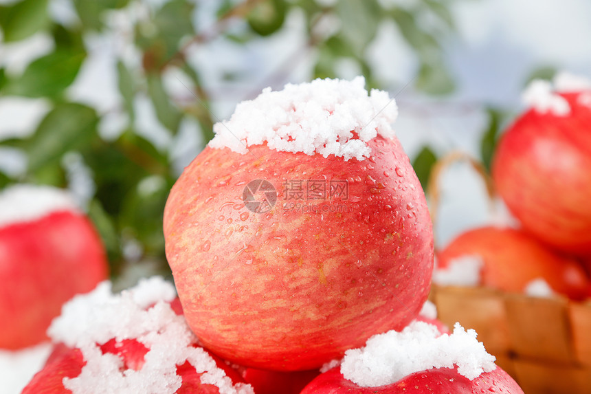 冬季采摘的红富士苹果图片