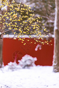 梅花与雪南京明孝陵雪天的腊梅与红墙背景