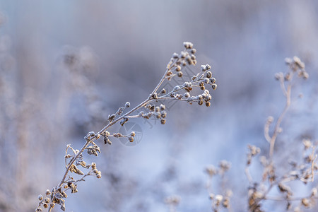 冰霜冬季植物背景