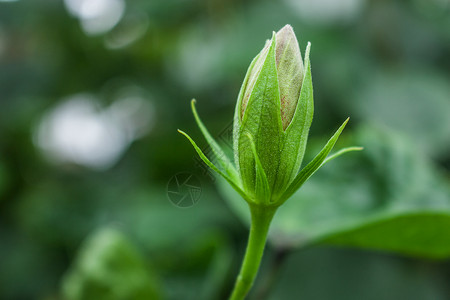 绿叶一株等待开放的花苞背景