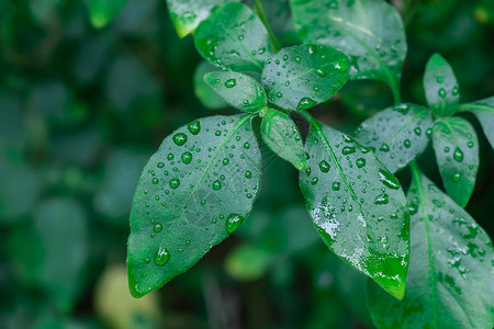 春天的雨水绿色的叶片背景